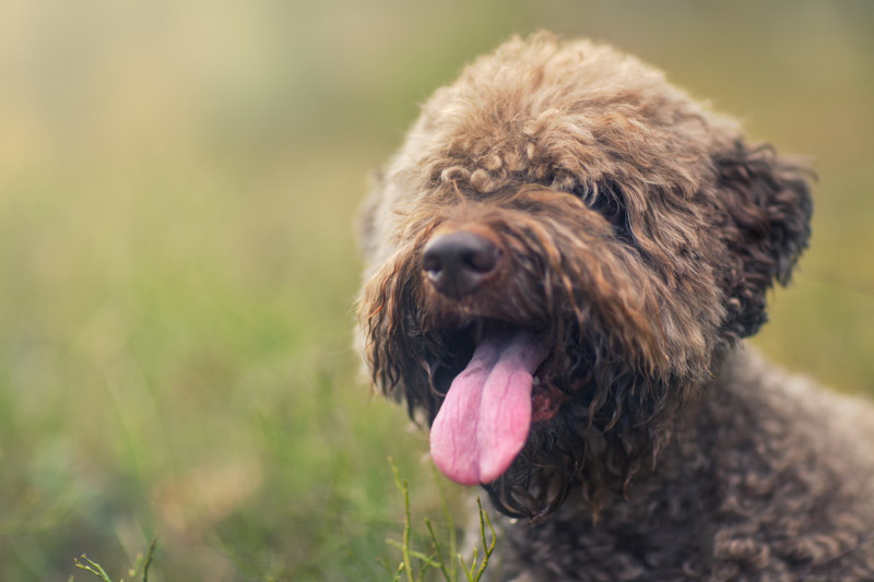 Shaggy dog